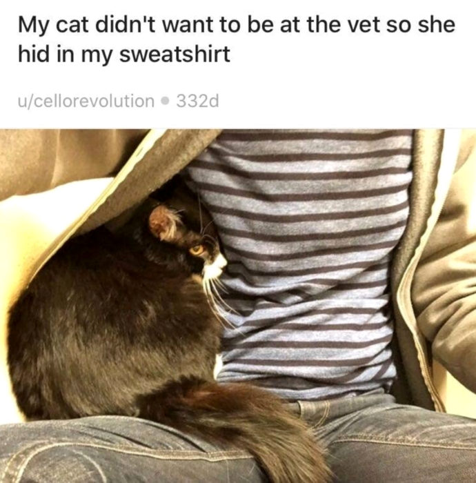 Gato negro con blanco tratando de esconderse del veterinario