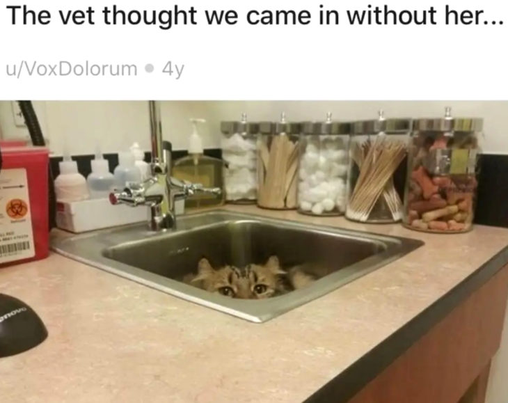 Gato atigrado tratando de esconderse del veterinario