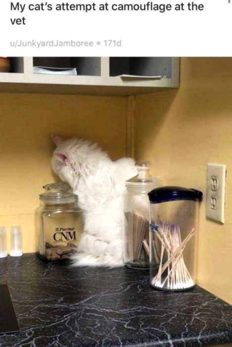 Gato blanco y peludo tratando de esconderse del veterinario