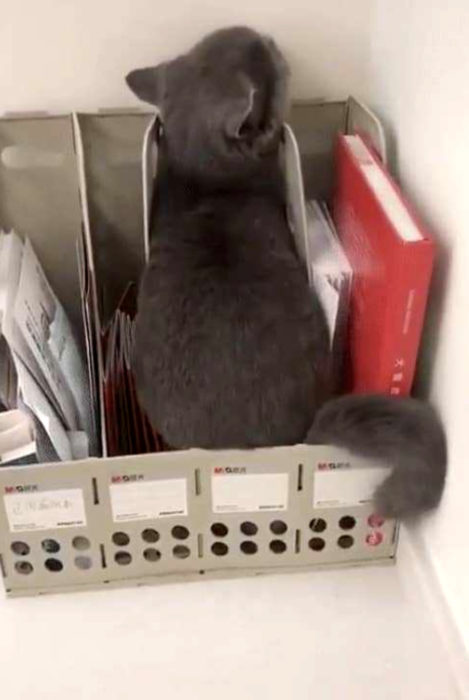 Gato gris tratando de esconderse del veterinario