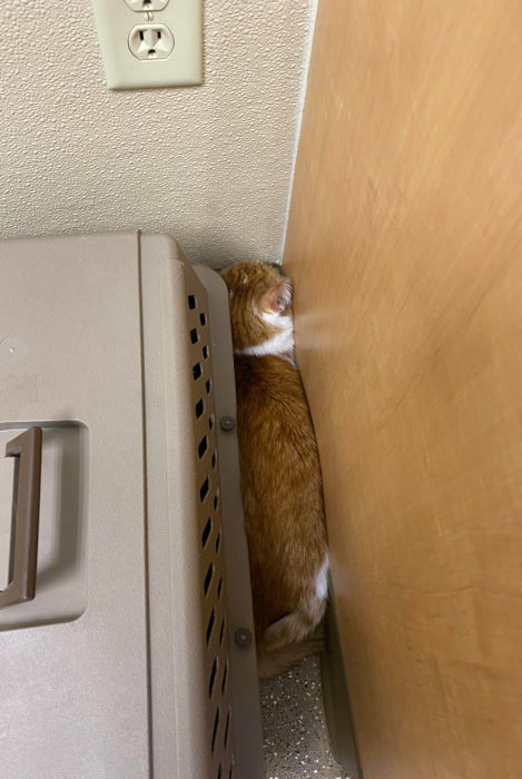 Gato anaranjado con blanco tratando de esconderse del veterinario
