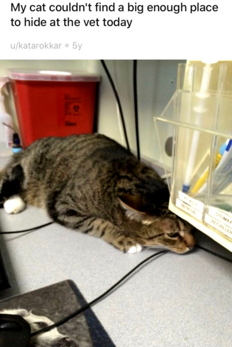 Gato atigrado tratando de esconderse del veterinario