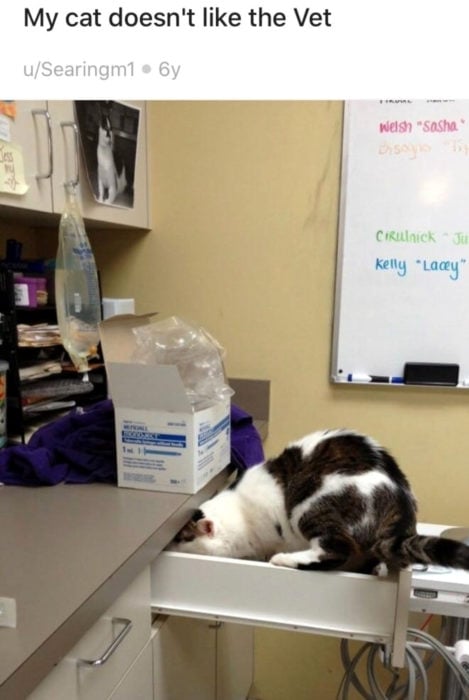 Gato blanco con manchas café tratando de esconderse del veterinario