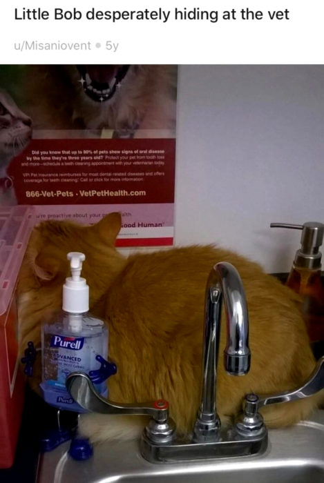 Gato anaranjado y peludo tratando de esconderse del veterinario