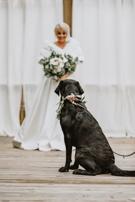 Perrito viendo con amor a su dueña vestida de novia 