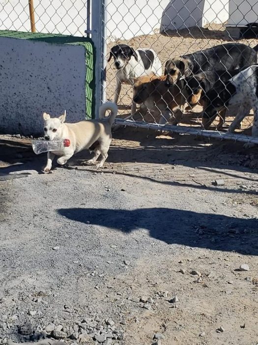 Perrito jugando con una botella de plástico