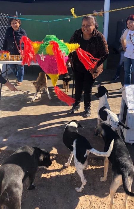 Perritos alrededor de la piñata jugando en una posada