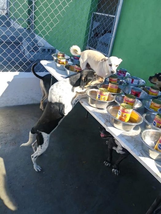 Perritos formados en línea para comer 