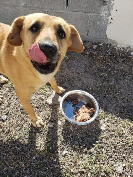 Perrito comiendo carne molida