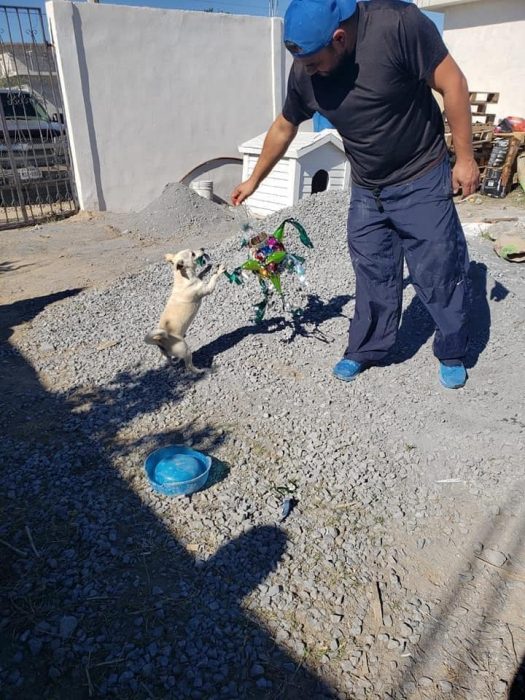 Perrito jugueteando con una piñata navideña