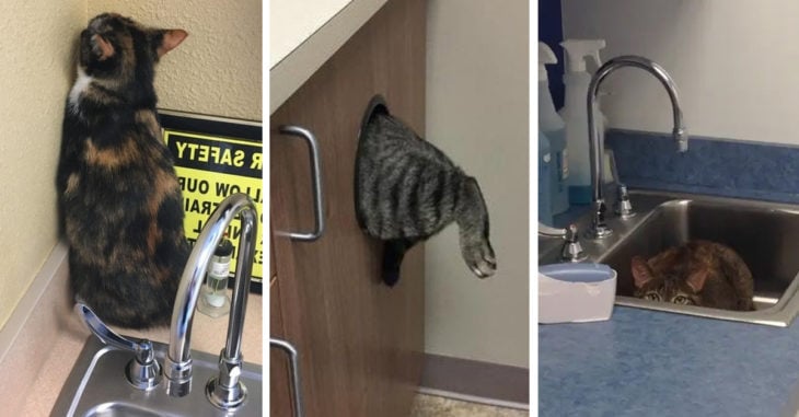 15 Gatos a los que nos les gusta ir al veterinario y trataron de esconderse sin éxito
