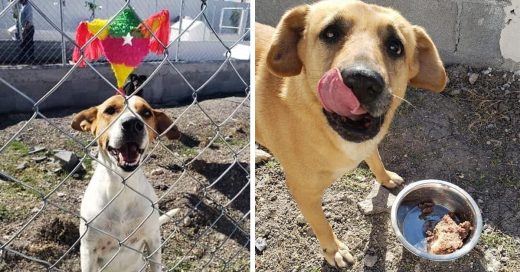 Perritos callejeros tienen posada navideña con todo y piñata