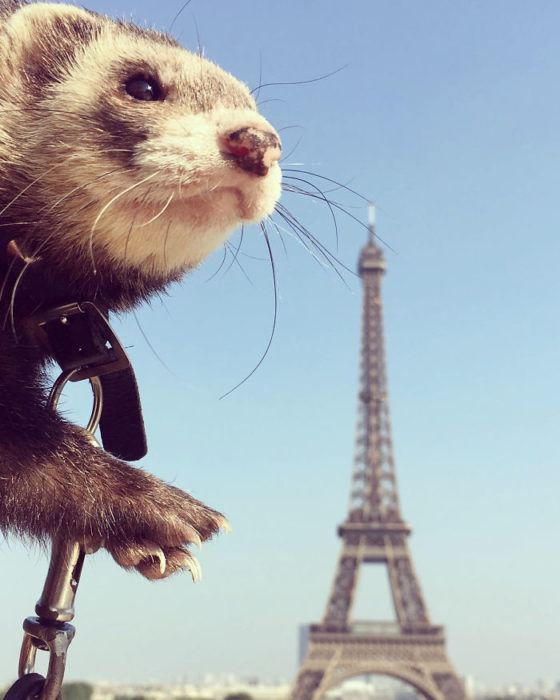 Hurón tomandose una foto frente a la torre eiffel 