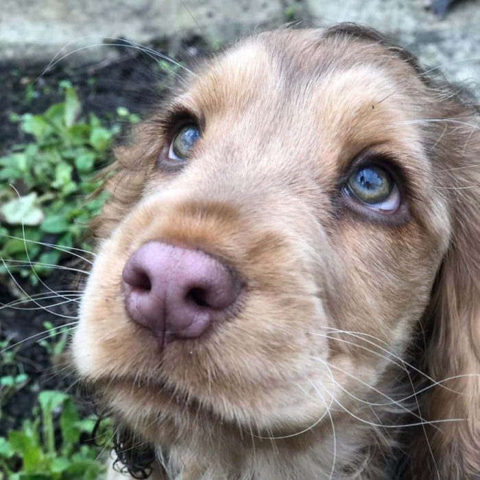 Winnie the dog cocker spaniel cucciolo con gli occhi più carini;  ciglia verdi e lunghe