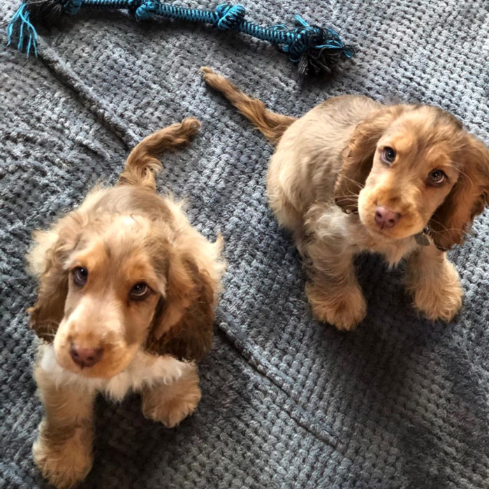 Winnie la perra cachorra cocker spaniel con los ojos más bonitos; verdes y de largas pestañas; perritos