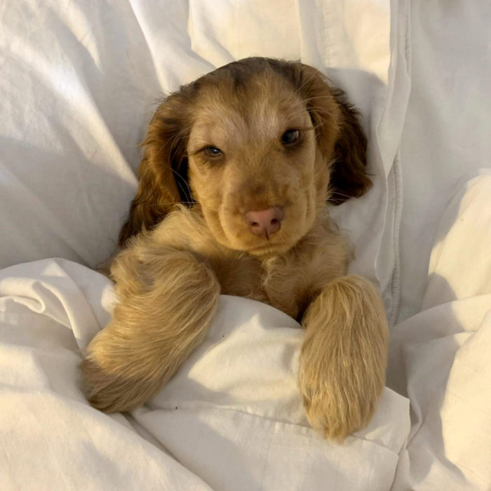 Winnie the dog cocker spaniel cucciolo con gli occhi più carini;  ciglia verdi e lunghe