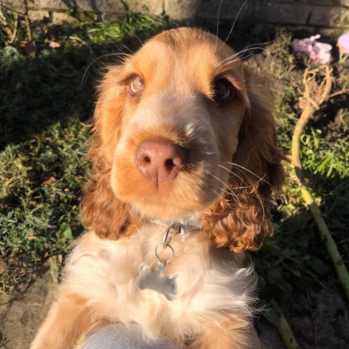 Winnie la perra cachorra cocker spaniel con los ojos más bonitos; verdes y de largas pestañas