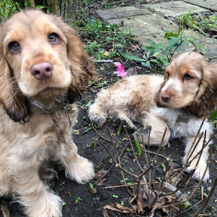 Winnie the dog cocker spaniel cucciolo con gli occhi più carini;  ciglia verdi e lunghe;  cani