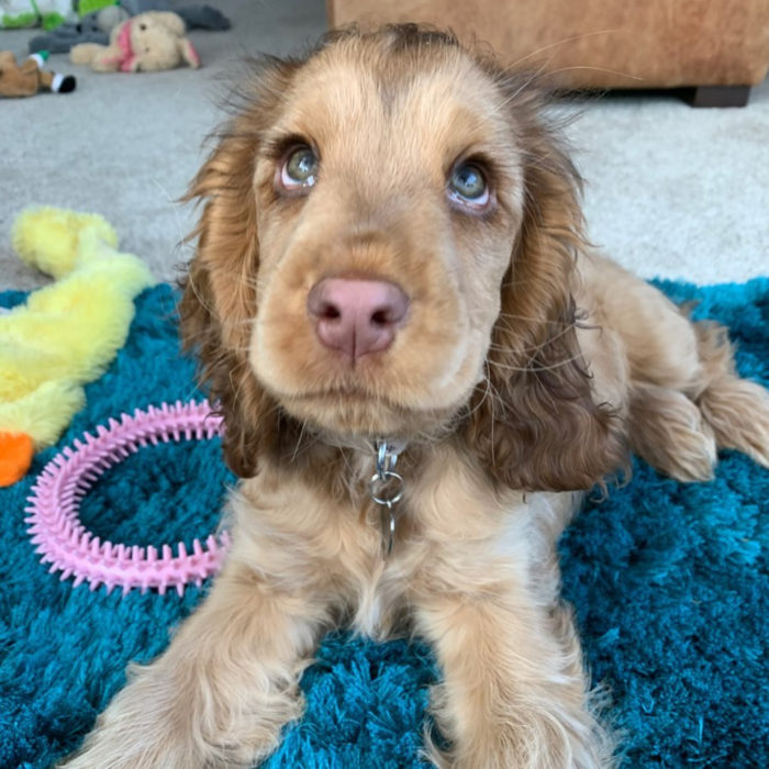 Winnie the dog cocker spaniel cucciolo con gli occhi più carini;  ciglia verdi e lunghe