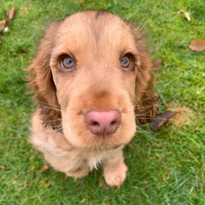 Winnie the dog cocker spaniel cucciolo con gli occhi più carini;  ciglia verdi e lunghe