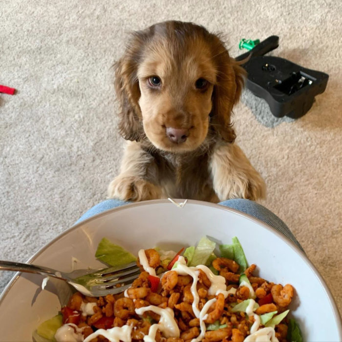 Winnie the dog cocker spaniel cucciolo con gli occhi più carini;  ciglia verdi e lunghe