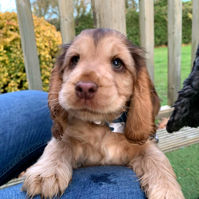 Winnie the dog cocker spaniel cucciolo con gli occhi più carini;  ciglia verdi e lunghe