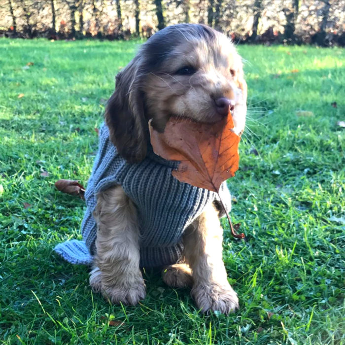 Winnie the dog cocker spaniel cucciolo con gli occhi più carini;  ciglia verdi e lunghe