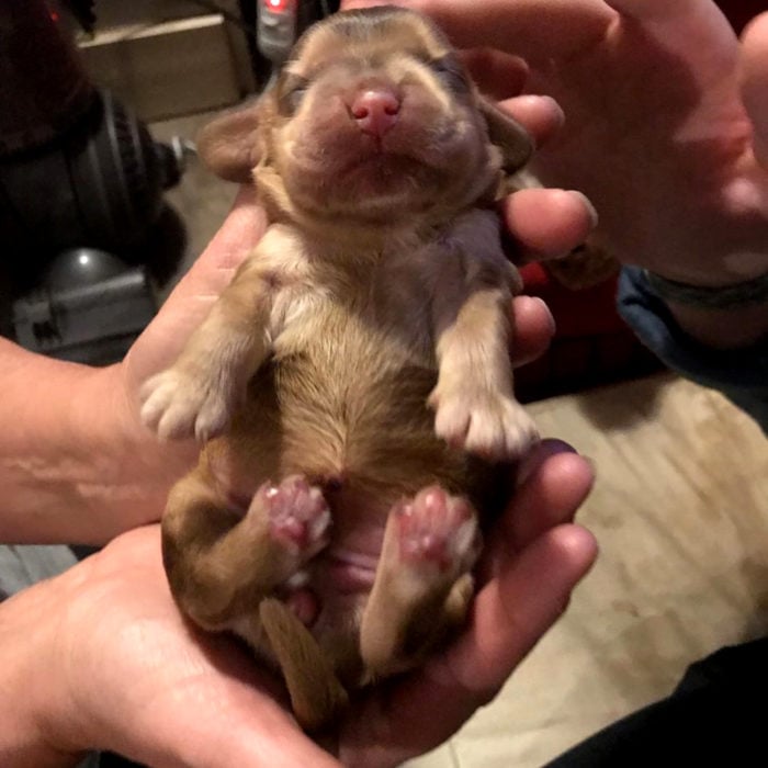 Winnie la perra cachorra cocker spaniel con los ojos más bonitos; verdes y de largas pestañas; perro recién nacido