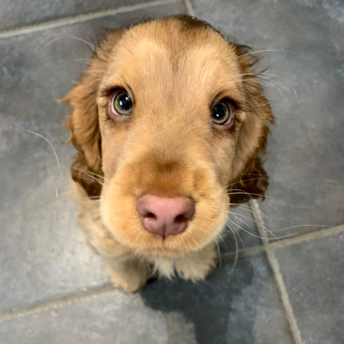 Winnie la perra cachorra cocker spaniel con los ojos más bonitos; verdes y de largas pestañas