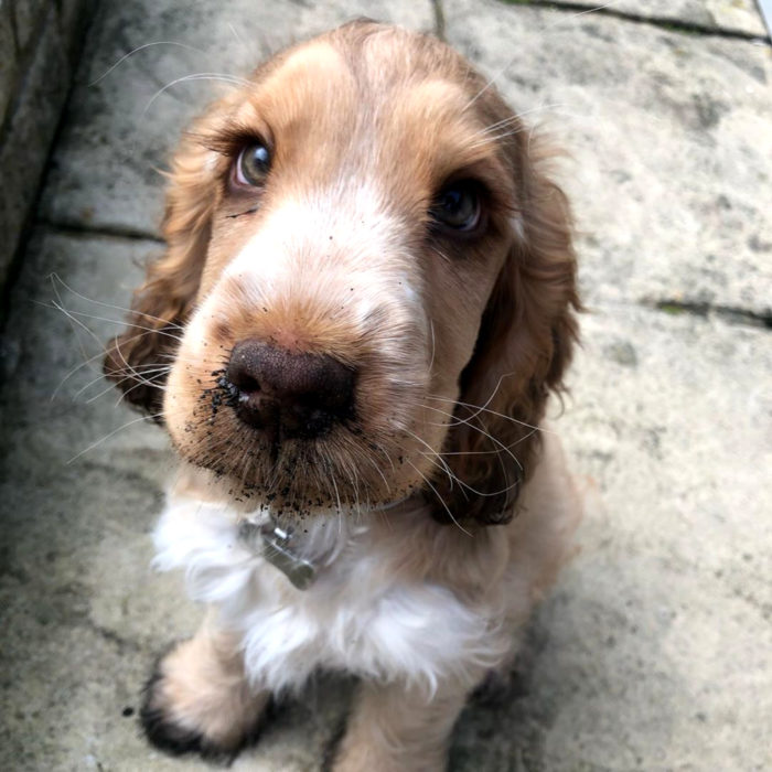 Winnie the dog cocker spaniel cucciolo con gli occhi più carini;  ciglia verdi e lunghe