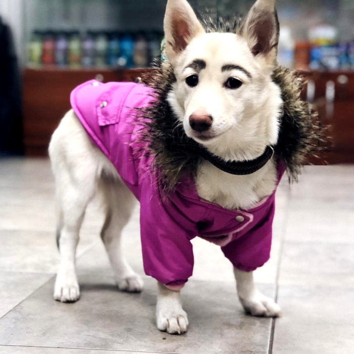 Betty, la perra con cejas; cachorra blanca de orejas paradas con suéter rosa