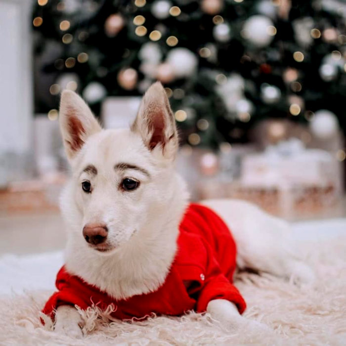 Betty, la perra con cejas; cachorra blanca con orejas paradas y suéter rojo de Navidad