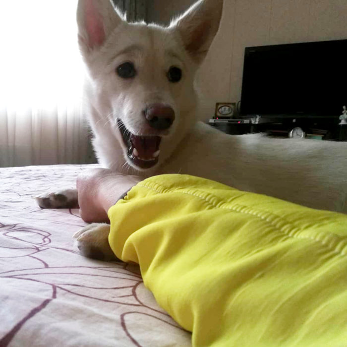 Betty, la perra con cejas; cachorra con rostro sorprendido