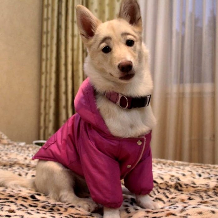 Betty, la perra con cejas; cachorra blanca con orejas paradas y chamarra rosa