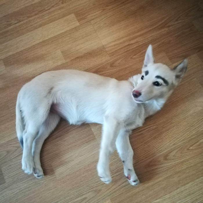 Betty, la perra con cejas; cachorra blanca de orejas paradas acostada en el suelo