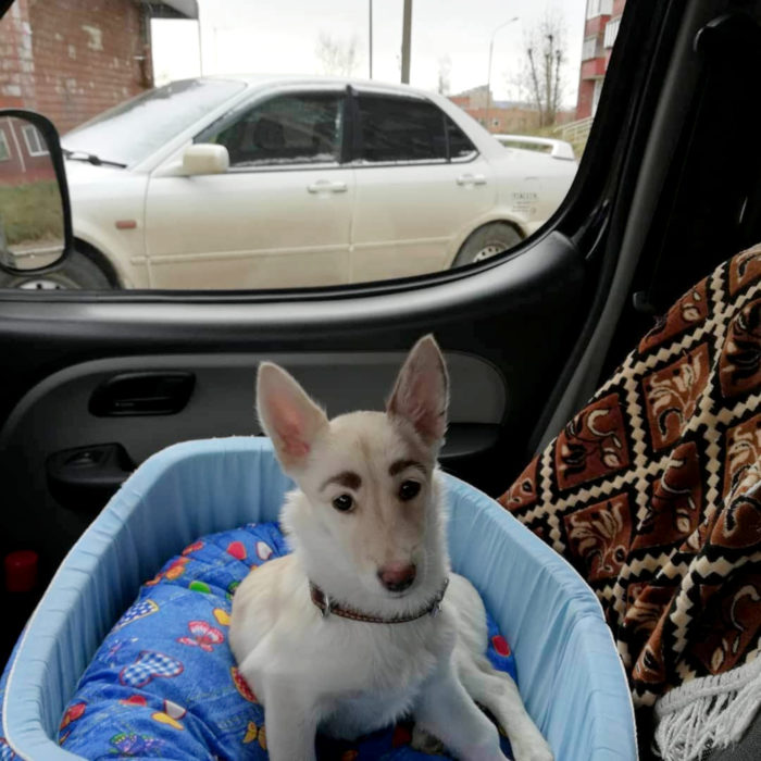 Betty, la perra con cejas; cachorra blanca con orejas paradas en el carro