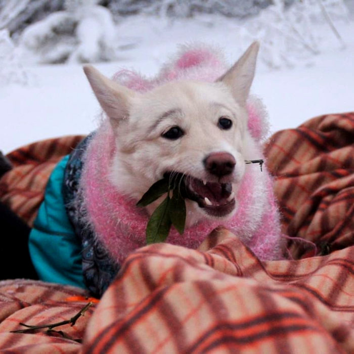 Betty, la perra con cejas; cachorra blanca en la nieve