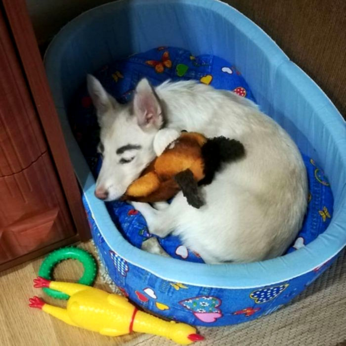 Betty, la perra con cejas; cachorra dormida con un peluche