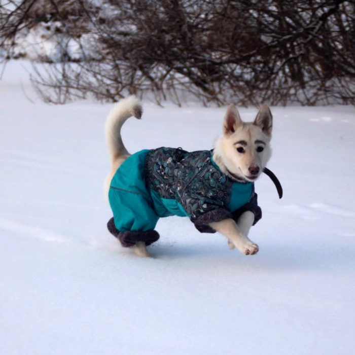 Betty, la perra con cejas; cachorra jugando en la nieve con suéter azul