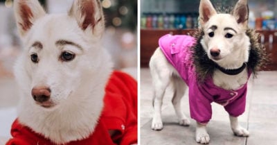 Conoce a Betty, la perrita con cejas que nadie quería adoptar