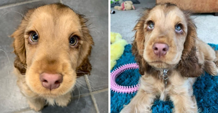 Winnie, la perrita con ojos tan lindos que podría pertenecer al mundo de Disney