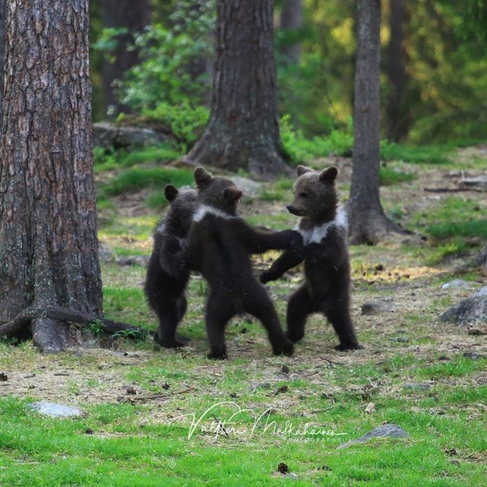 Fotografía de Valtteri Milkahaiunen osos jugando en el bosque 