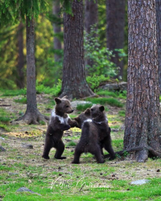 Fotografía de Valtteri Milkahaiunen osos jugando en el bosque 