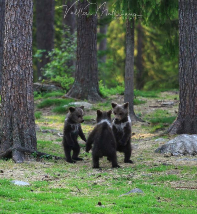 Fotografía de Valtteri Milkahaiunen osos jugando en el bosque 