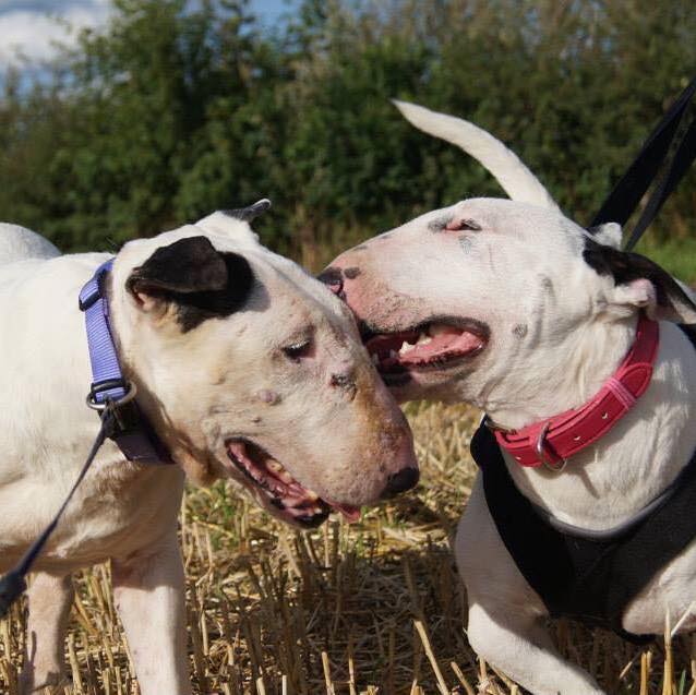 Bulldogs nel rifugio