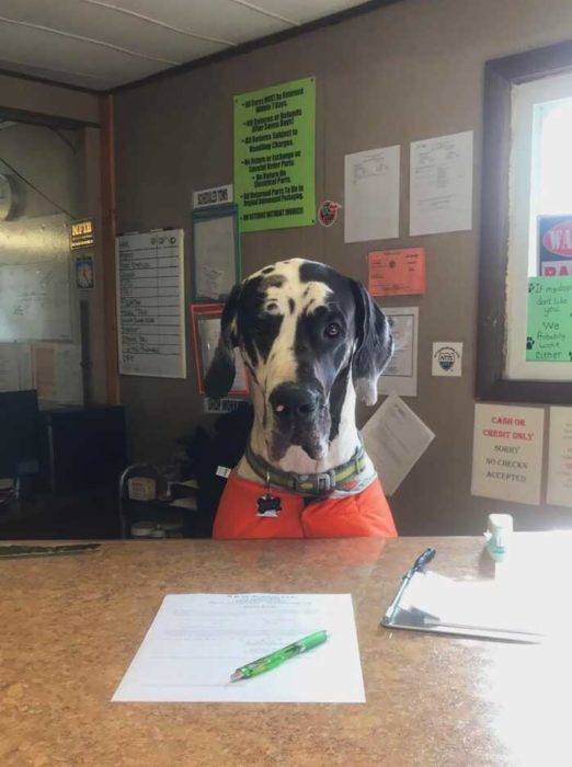 Perrito asistente del servicio al cliente