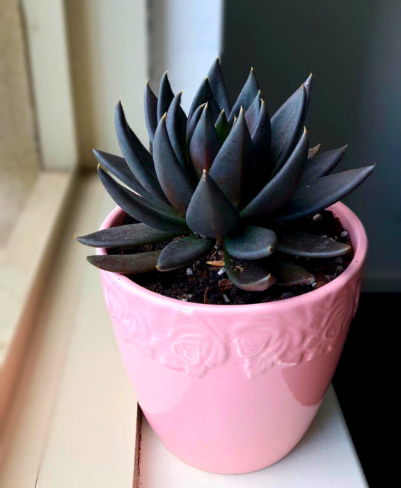 Decoración negra para tu casa; suculenta oscura, Echeveria affinis en maceta rosa