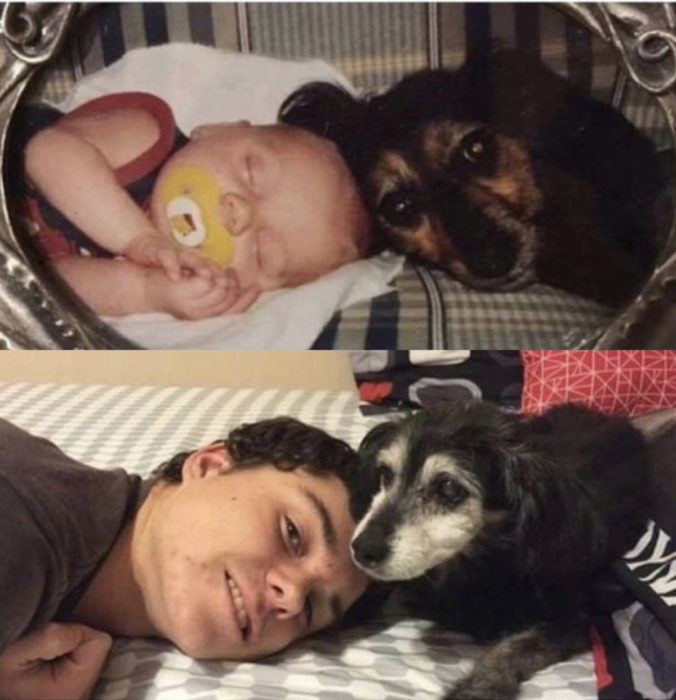 Antes y después de humanos con sus mascotas; bebé y perro