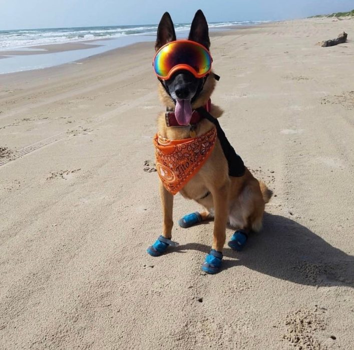 Perrito que ayuda a incubar los huevos de tortuga en las playas