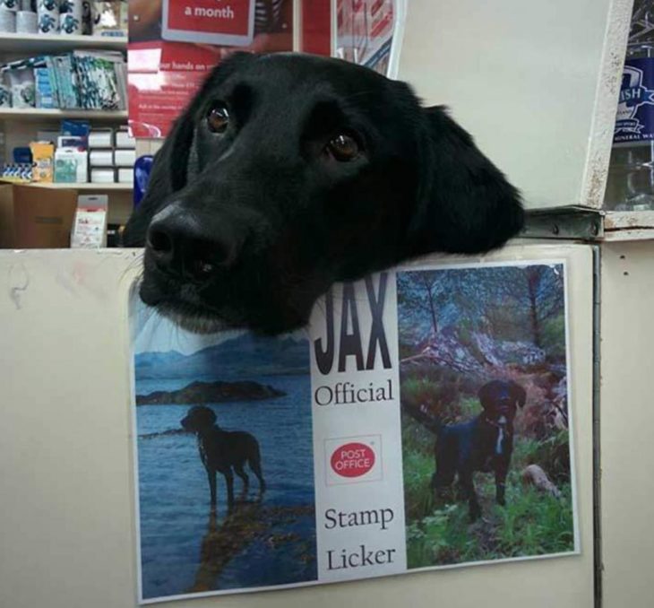 Jax el perro que trabaja en la oficina postal